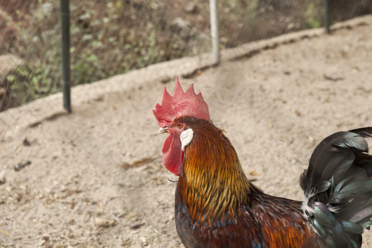 Cortijo La Algallumbilla Carcabuey Dış mekan fotoğraf